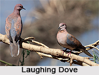 Laughing Dove, Indian Bird