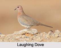 Indian Doves, Indian Birds