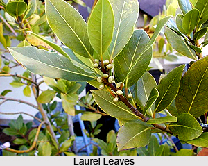 Laurel Leaves
