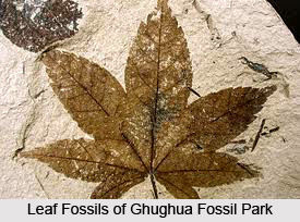 Ghughua Fossil Park