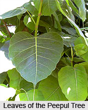 Natural Remedy for Mumps, Naturopathy