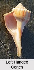Types Of Conch Shell