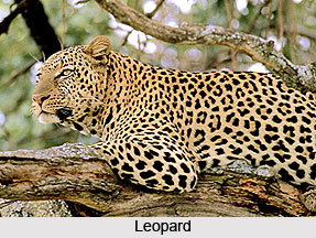 Fauna of Ranthambore Tiger Reserve