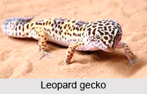 Leopard Gecko, Indian Reptile