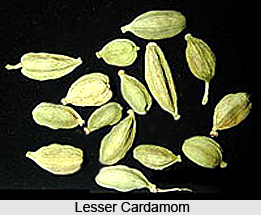 Lesser Cardamom