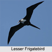Indian Frigatebirds, Indian Birds