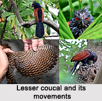 Lesser Coucal, Indian Bird