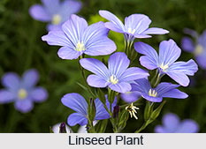 Linseed, Indian Medicinal Plant