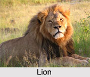 History of Indian Wildlife