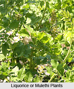 Liquorice-Mulethi, Indian Herb