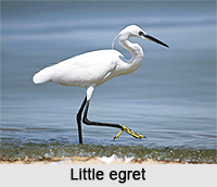 Little egret, Indian Bird