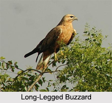 Indian Buzzards, Indian Birds