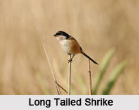 Indian Shrikes, Indian Birds
