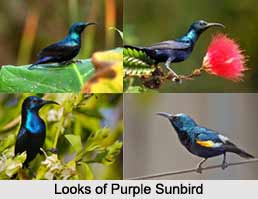 Purple sunbird, Indian Bird