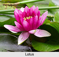 Indian Flowers