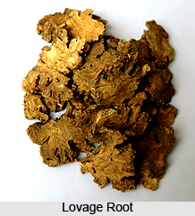 Lovage