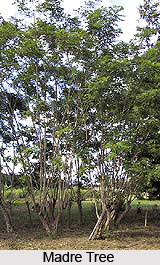 Madre Tree , Indian Trees