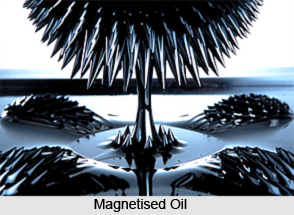 Magnetized Oils