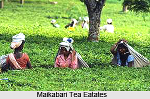 Darjeeling Tea Estates