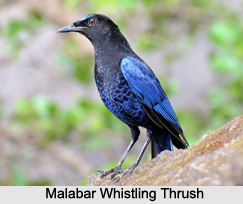 Malabar Whistling Thrush, Indian Bird