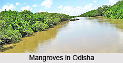 Mangroves in Odisha