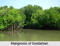 Indian Wetlands