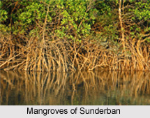 Mangrove in India