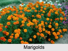 Indian Plants