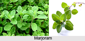 Marjoram