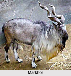 Lachipora Wildlife Sanctuary, Jammu and Kashmir