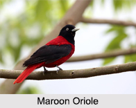Indian Orioles, Indian Birds