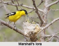Marshall`s Iora, Indian Bird