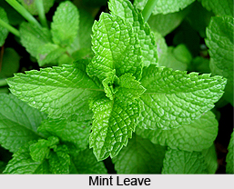 Mint
