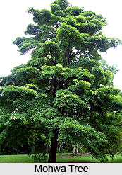 Mohwa Tree , Indian Trees