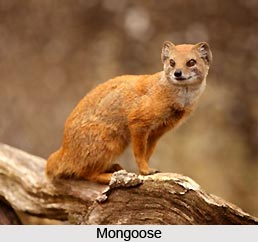 Indian Flora and Fauna of the Northern Zone
