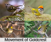 Goldcrest, Indian Bird