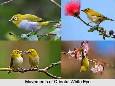 Oriental White-Eye, Indian Bird