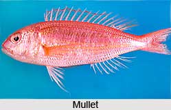 Mullets, Indian Marine Species