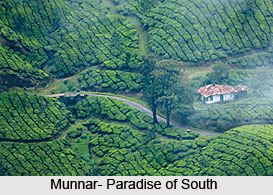 Munnar, Kerala