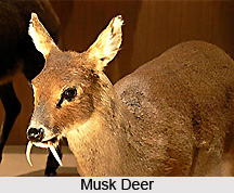 Askot Wildlife Sanctuary, Uttarakhand