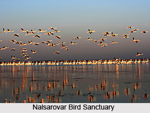Nalsarovar Bird Sanctuary