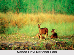 Nanda Devi Sanctuary, Garhwal Himalayas