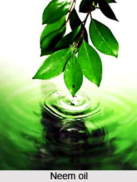 Neem Tree, Indian Tree