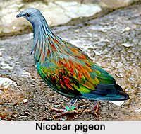Nicobar Pigeon, Indian Bird