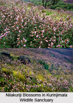 Kurinjimala Wildlife Sanctuary, Idukki District, Kerala