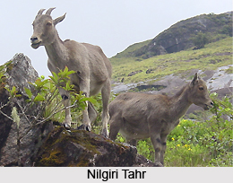 Geography of Nilgiris District