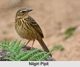 Nilgiri Pipit, Indian Bird