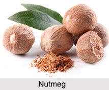 Nutmeg, Indian Spice