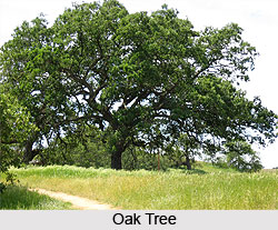 Oak Trees