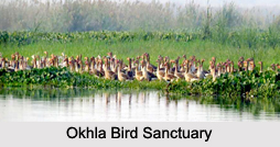 Bird Sanctuaries of Uttar Pradesh